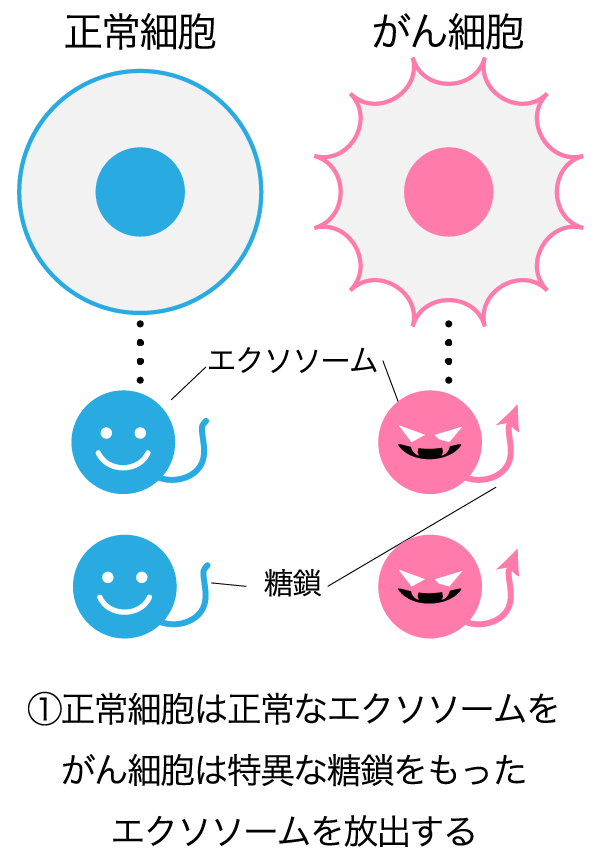 グライコチェッカーの仕組み